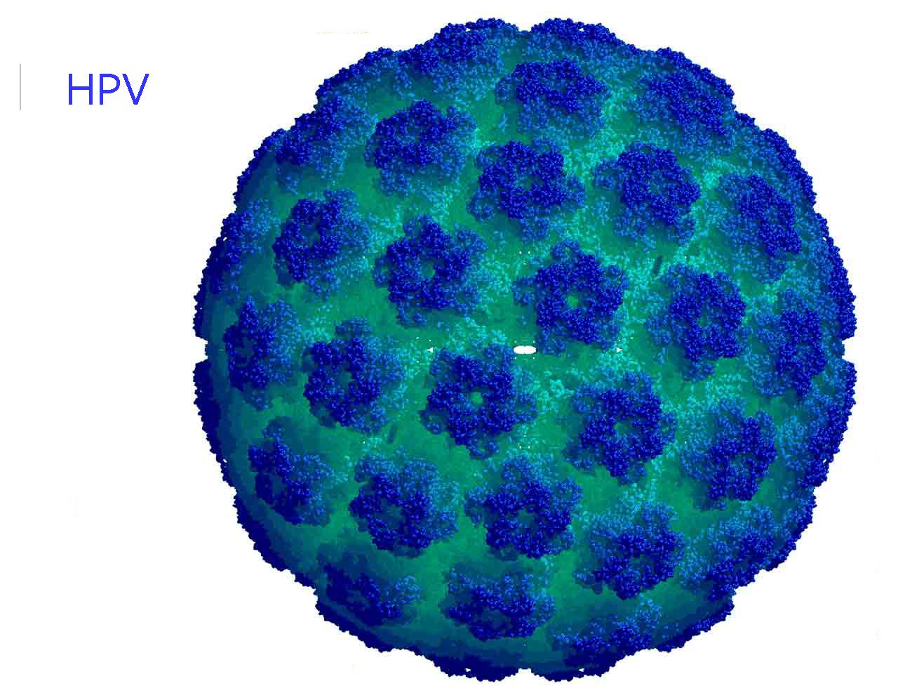 HPV (human papillomavirus) stock vector. Illustration of epidermis ...