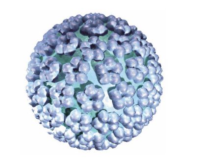 「HPV保存液」HPV的诊断主要是靠监测宫颈上皮组织内的HPV DNA